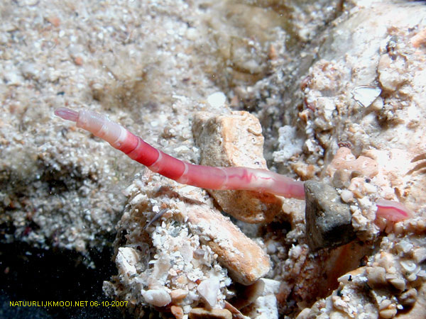 Euclymene lumbricoides